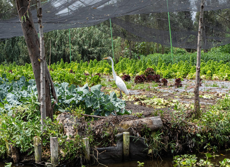 Cestas de la Tierra